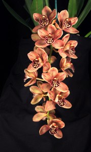 Cymbidium N.R. Sycamore Creek HCC/AOS 79 pts. Onflorescence